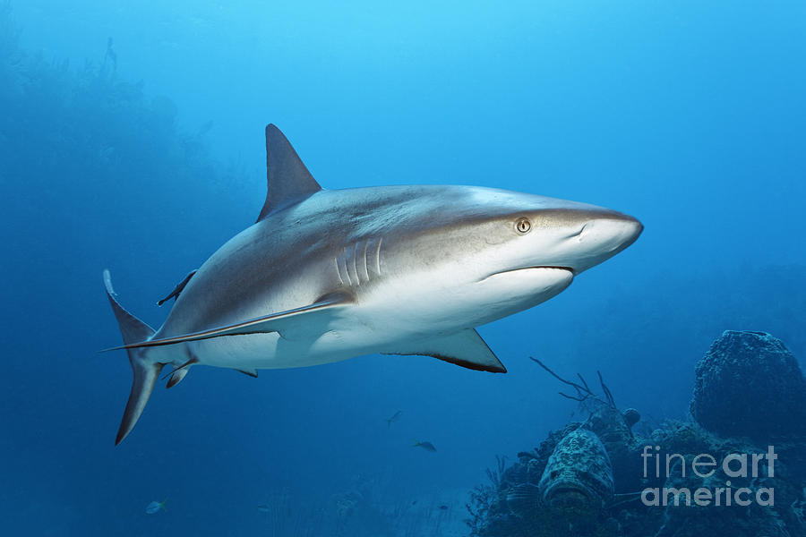 The Elegant Caribbean Reef Shark Photograph by Norbert Probst