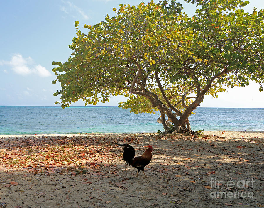 Caribbean Rooster Photograph by Mary Haber