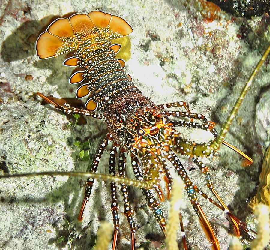 Caribbean Spotted Lobster Photograph by Amy McDaniel