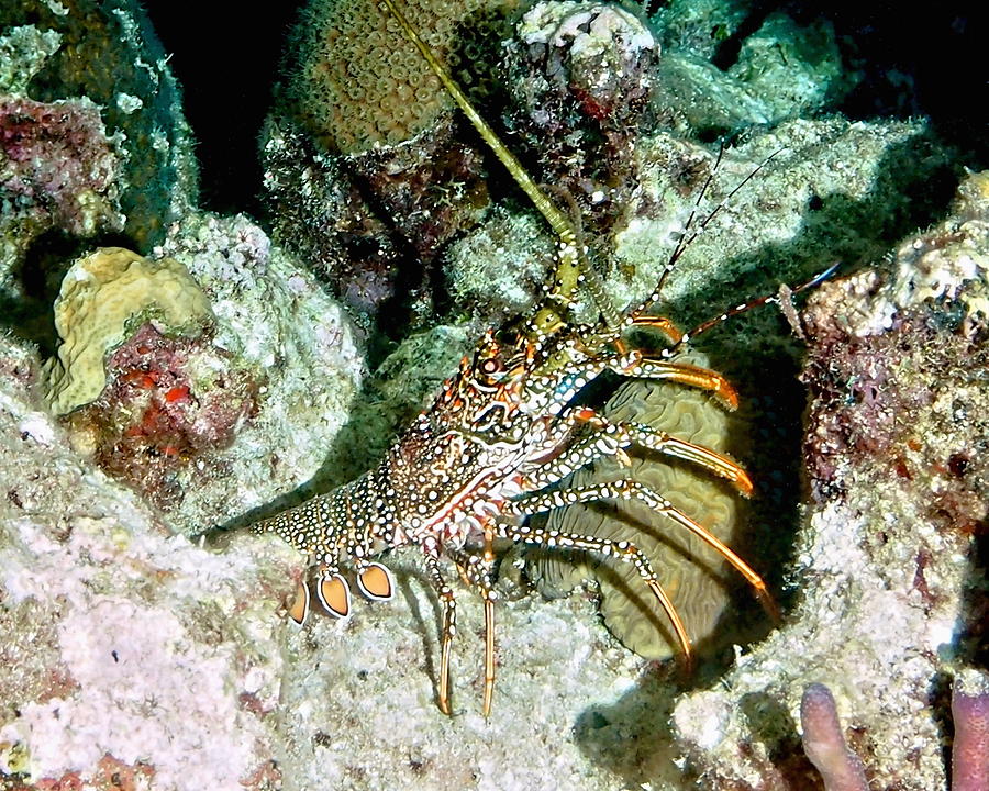 Caribbean Spotted Lobster on night dive Photograph by Amy McDaniel