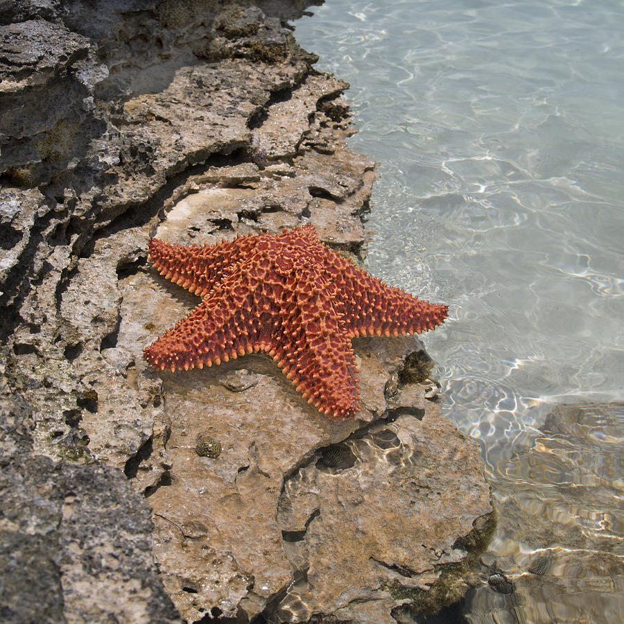 Fish Photograph - Caribbean Starfish by Betsy Knapp