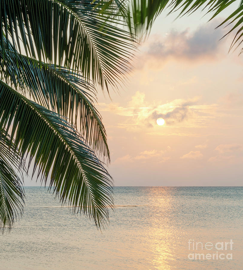 Caribbean Sunrise Palms Background Photograph by THP Creative