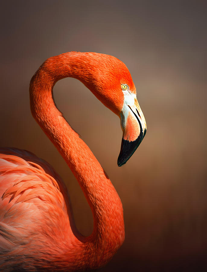 Flamingo Photograph - Caribean flamingo portrait by Johan Swanepoel