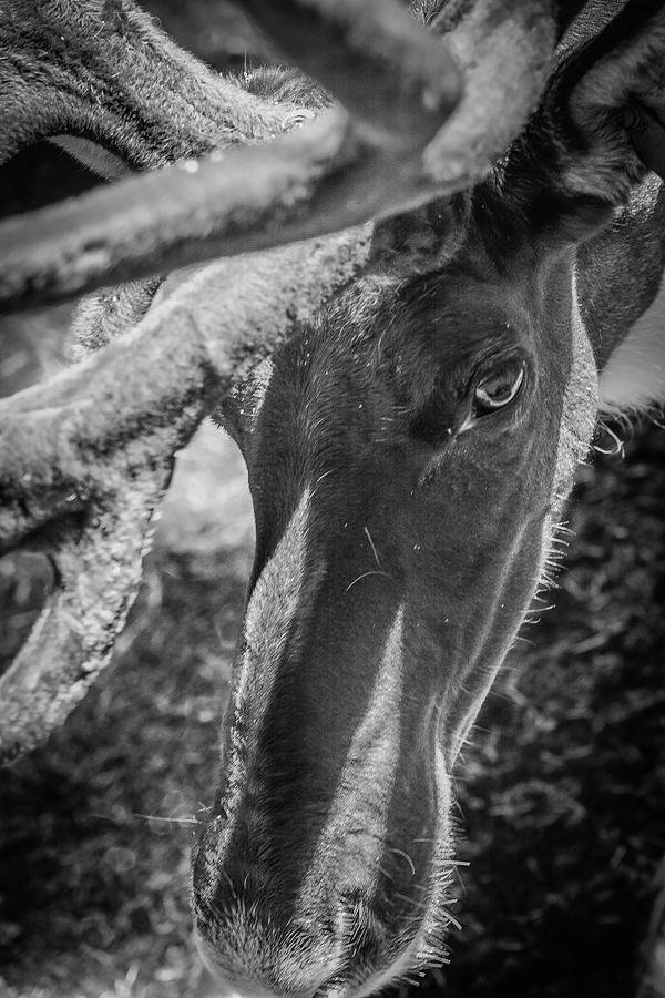 Caribou black and white Photograph by Jason Brooks