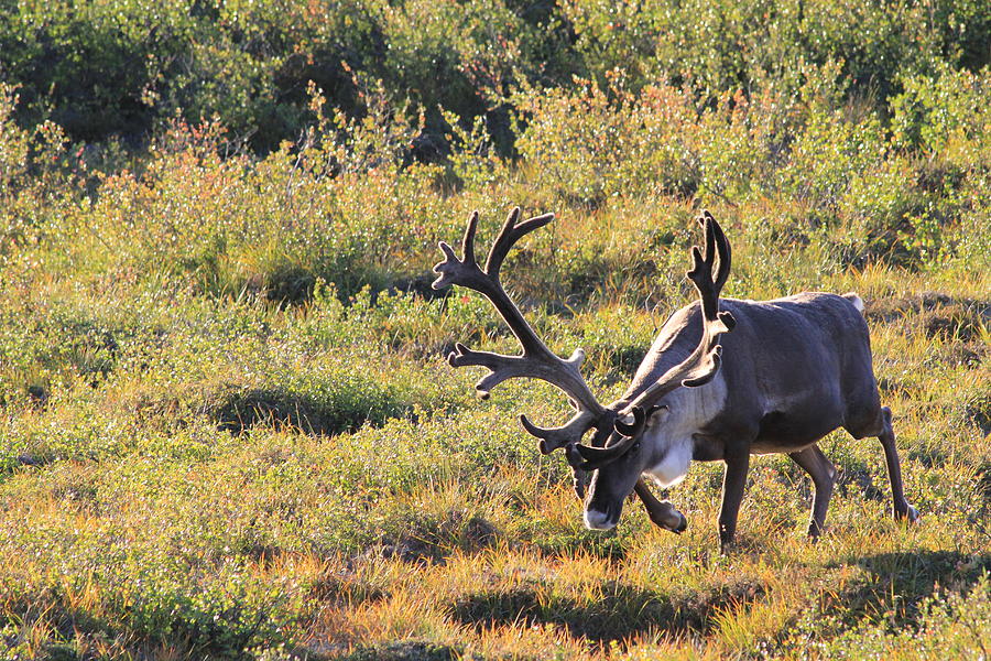 Nature Photograph - Caribou Charging by David Wilkinson