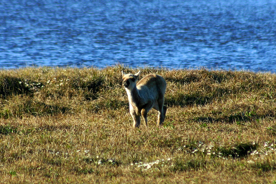 Caribou Fawn Photograph by Anthony Jones
