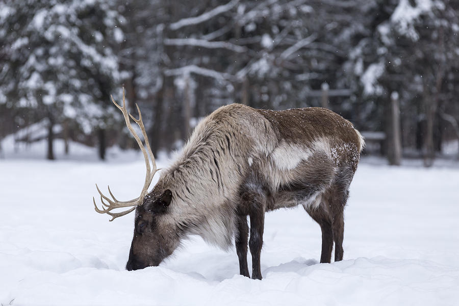 Caribou feeding in snow Photograph by Josef Pittner