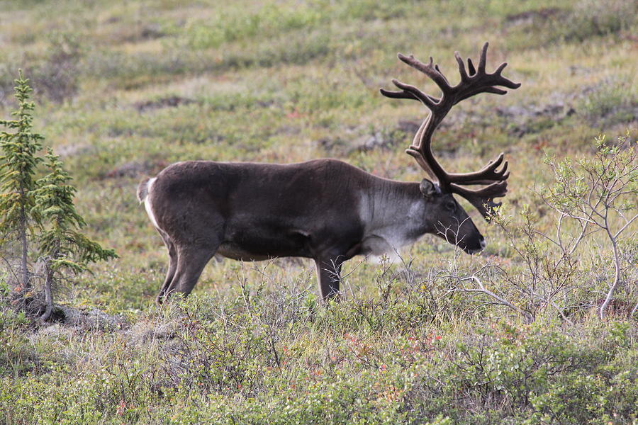 Caribou Grazing Photograph by David Wilkinson - Fine Art America