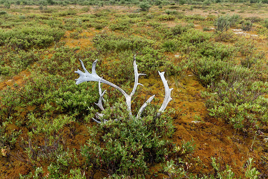 Caribou Horns Photograph by Fred Denner