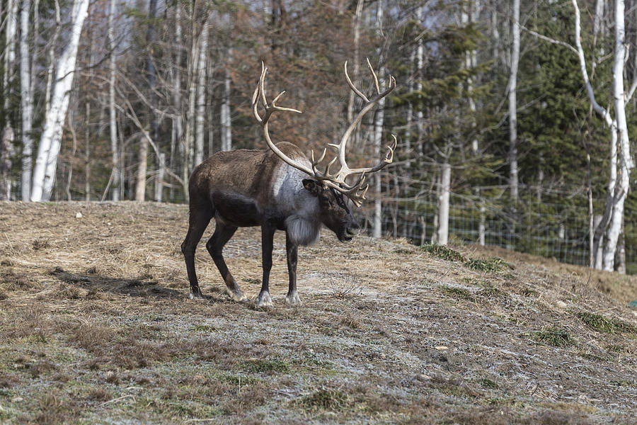 Caribou II Photograph by Josef Pittner