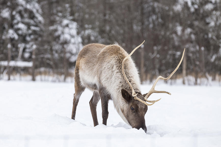 Caribou in snow Photograph by Josef Pittner
