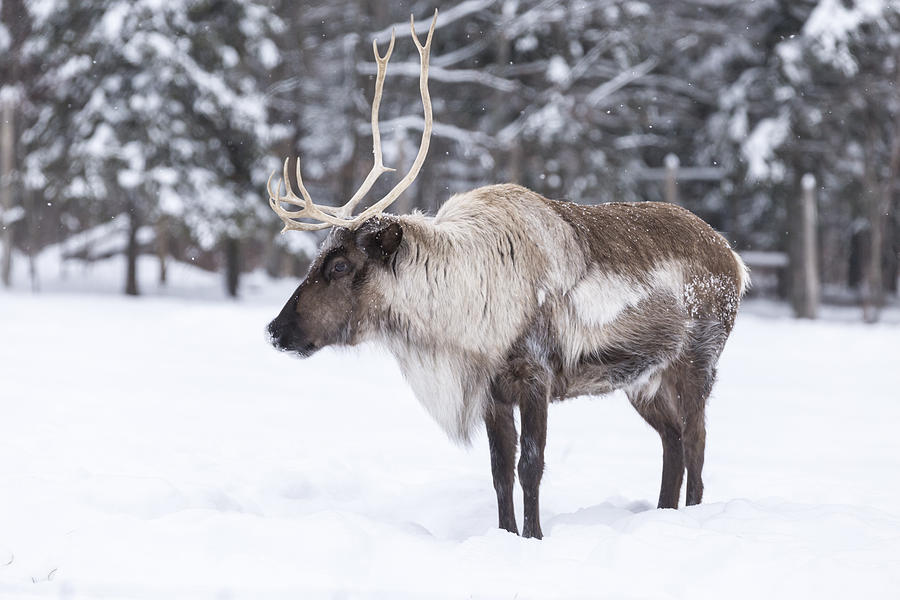 Caribou in winter Photograph by Josef Pittner