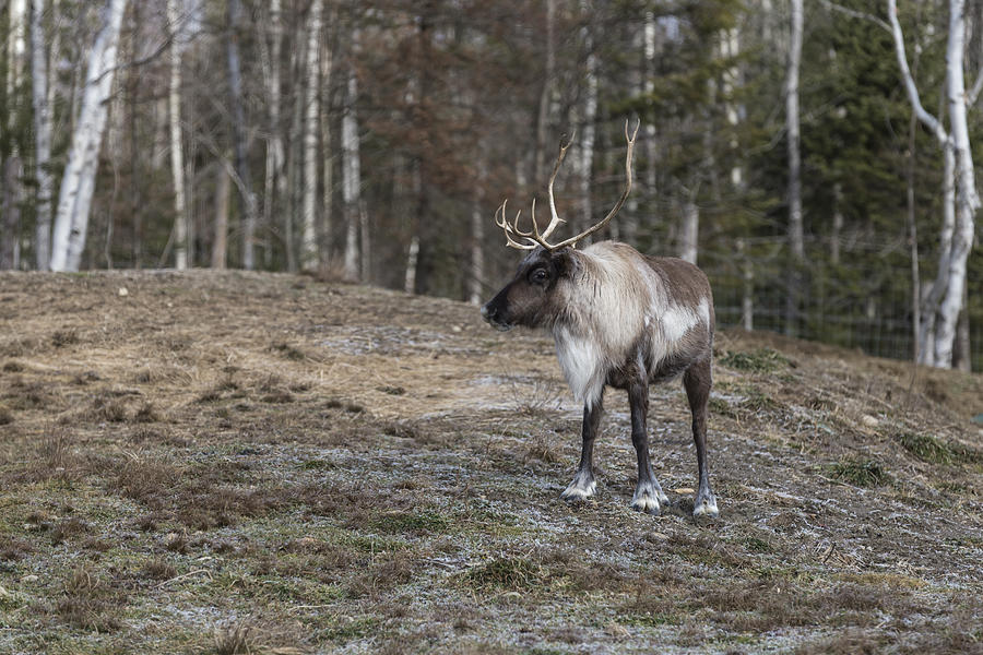 Caribou Photograph by Josef Pittner
