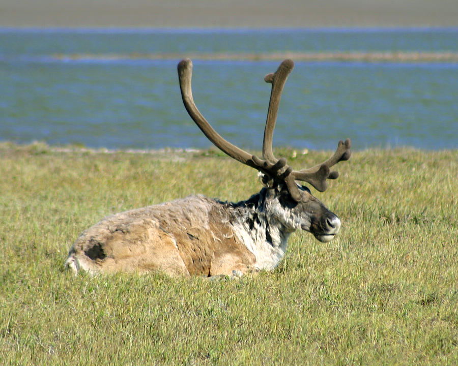 Caribou Resting Photograph by Anthony Jones