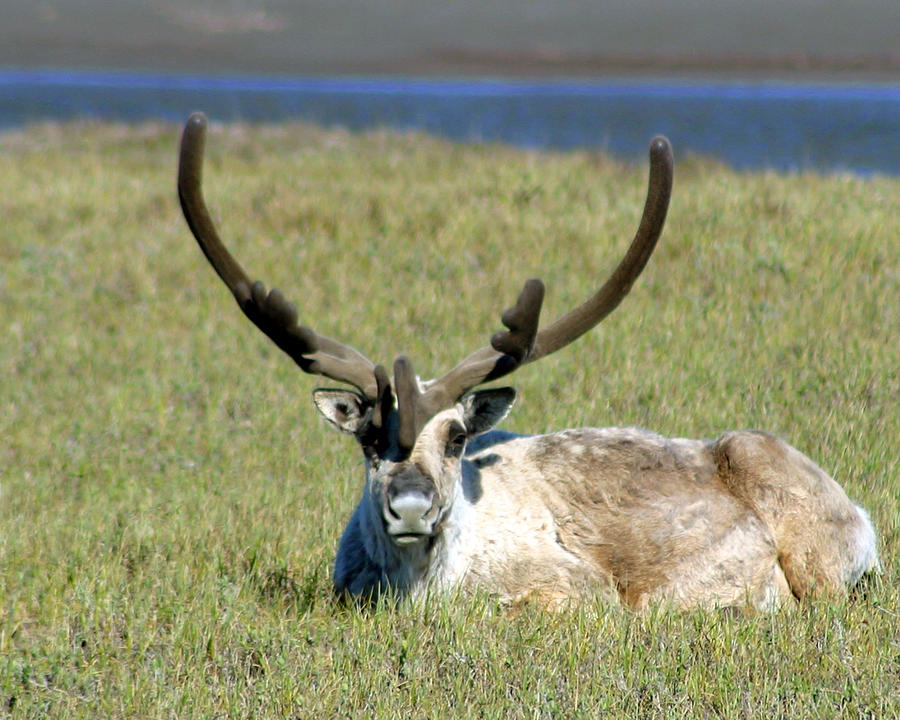 Caribou Resting in Tundra Grass Photograph by Anthony Jones