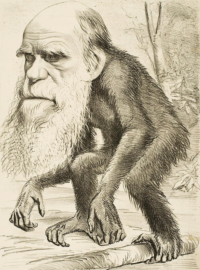 Ape Painting - Caricature of Charles Darwin by English School