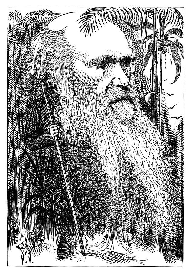 Caricature Portrait of Charles Darwin Photograph by Phil Cardamone