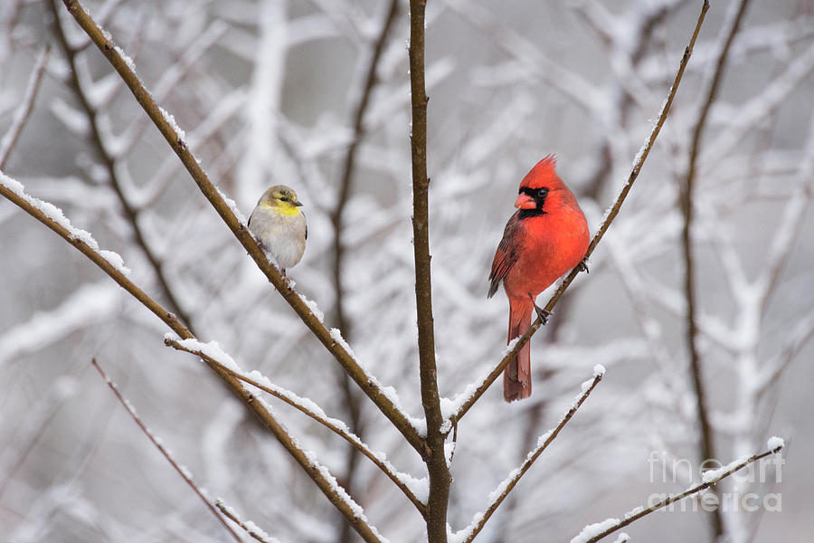 Goldfinch and Cardinal by Katie Joya Goldfinch and Cardinal by Katie Joya