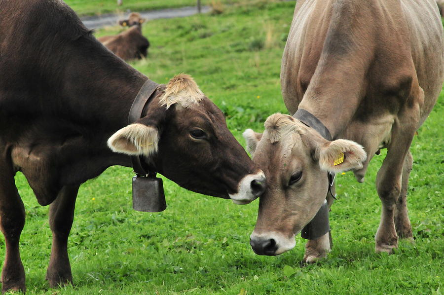 Caring for each other Photograph by Brigitta Diaz - Fine Art America