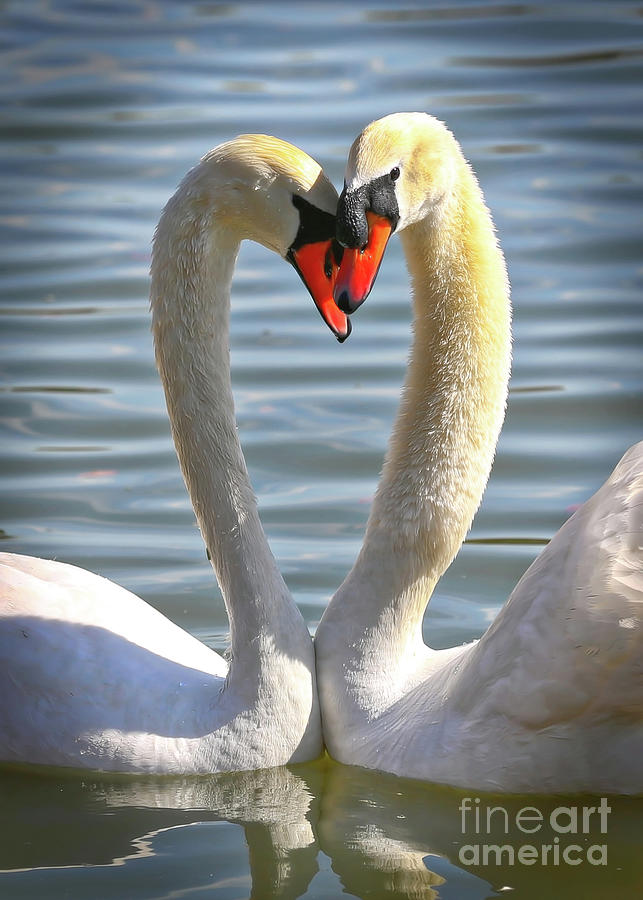Caring Swans Photograph by Carol Groenen