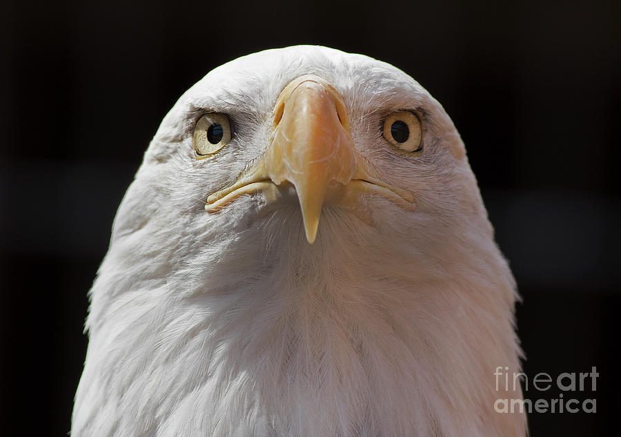 Carlisle Eagle by James Guilford Carlisle Eagle by James Guilford
