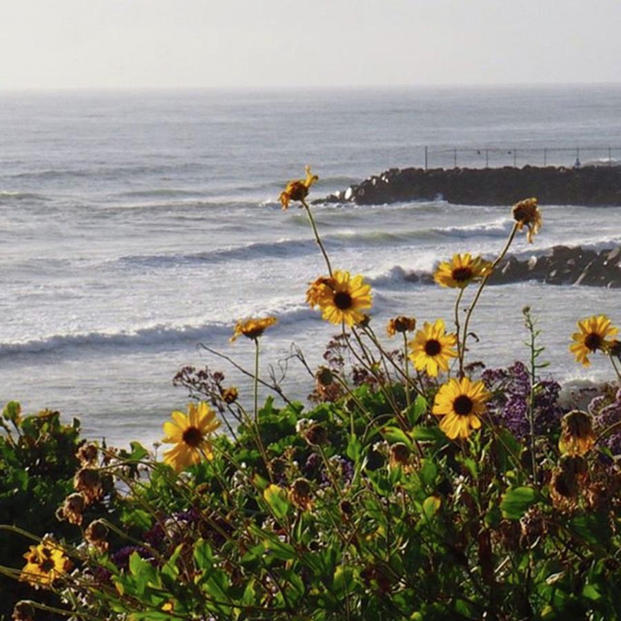 Carlsbad Cliffs 🌼 Swipe For Beach Photograph by J Lopez