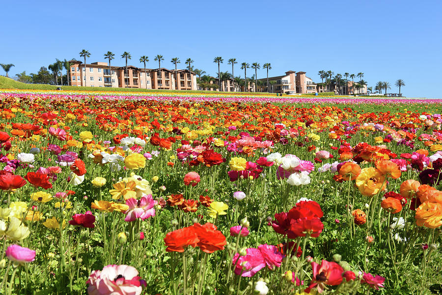 Carlsbad flower field Photograph by Dung Ma