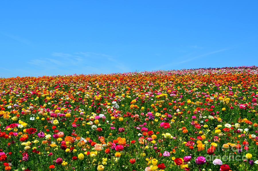 Flower Photograph - Carlsbad Flower Fields by Kiana Carr