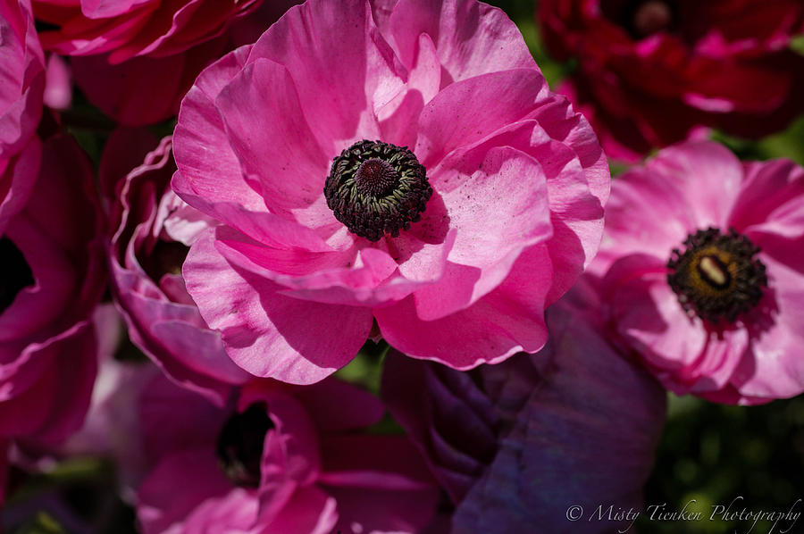 Carlsbad Flower Fields Photograph by Misty Tienken