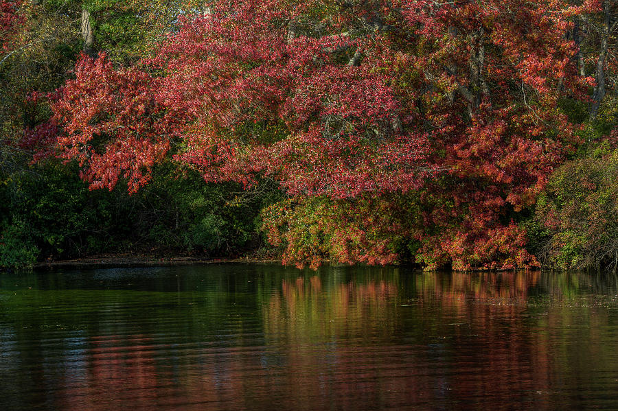 Carmans River, Autumn Photograph by Steve Gravano