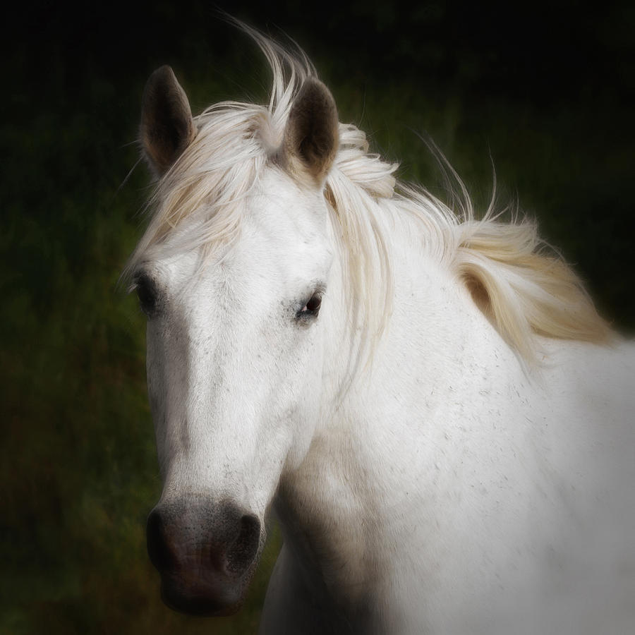 Carmargue Horse Photograph by Gigi Ebert