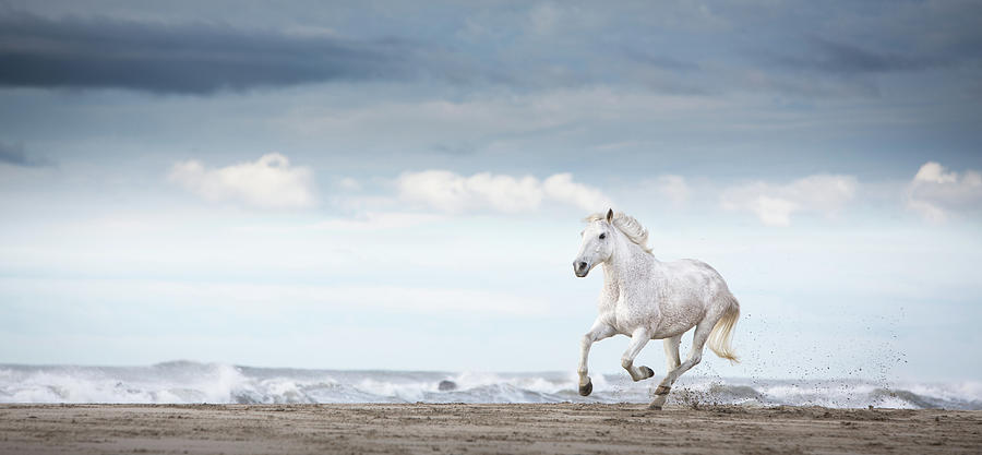 Animal Photograph - Carmargue Horse by Tim Booth