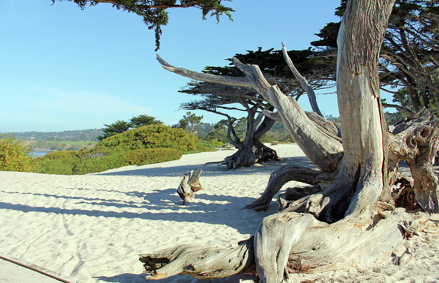 Carmel California Beach Twisted Cypress Tree 7905 Photograph by Jack Schultz