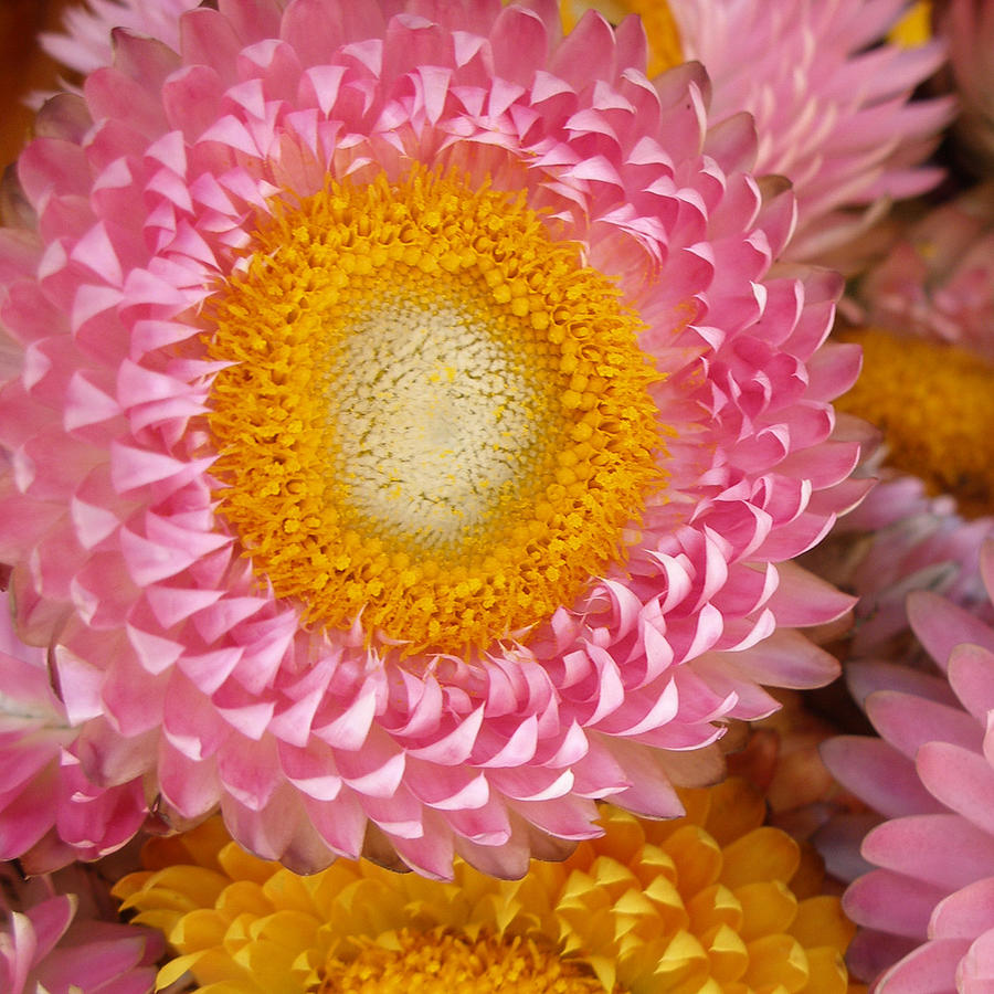 Flower Photograph - Carmel Flower by Sarah Madsen Flower Photograph - Carmel Flower by Sarah Madsen