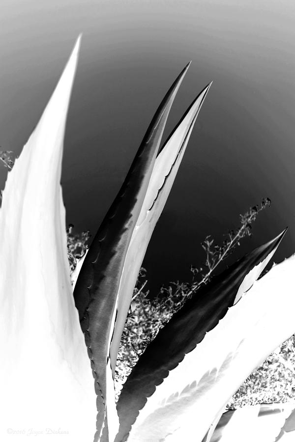 Abstract Photograph - Carmel Mission Agave B And W Abstract by Joyce Dickens