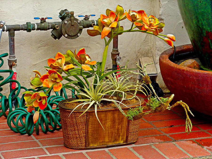 Carmel Orchids in a Corner  Photograph by Robert Meyers-Lussier