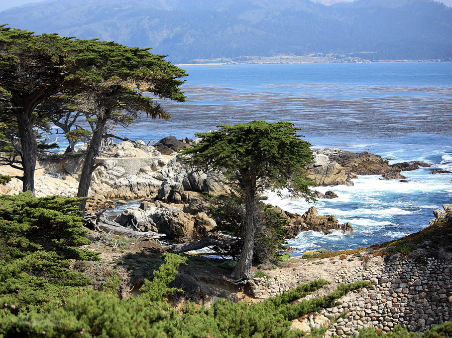 California Photograph - Carmel Seaside with Cypresses by Carol Groenen