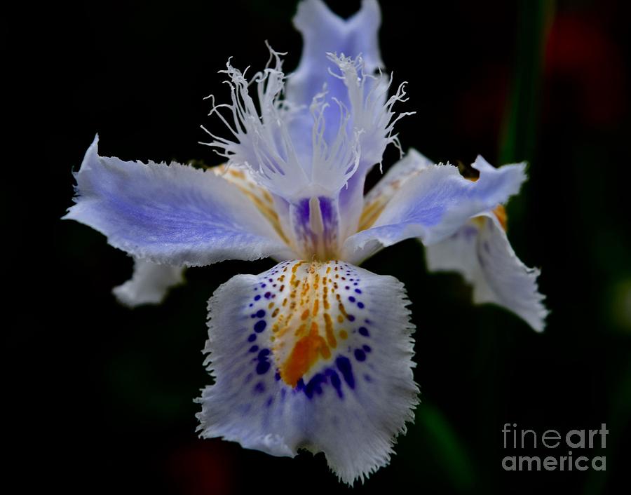 Carmenesque  Wild Iris 02 Photograph by Debra Banks