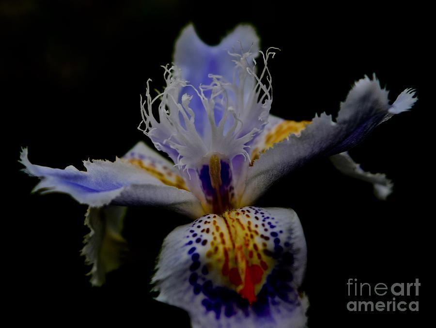 Carmenesque - Wild Iris 03 Photograph by Debra Banks