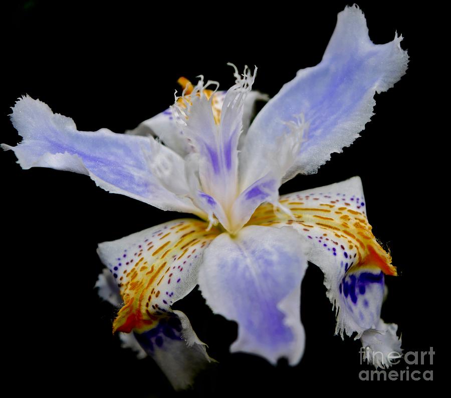 Carmenesque Wild Iris Photograph by Debra Banks