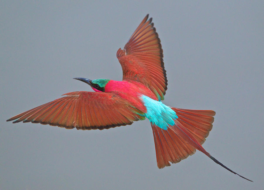 Nature Photograph - Carmine bee-eater in flight by Johan Elzenga