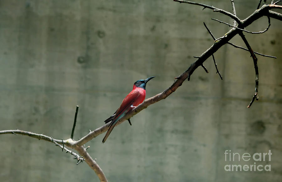 Carmine Bee Eater Textured Photograph by Michelle Meenawong