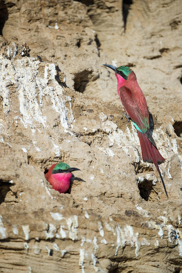 Carmine Bee Eaters Photograph by Fran Gallogly