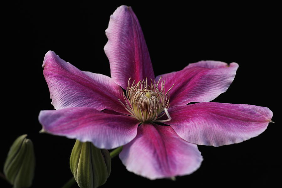 Carnaby Clematis Photograph by Tammy Pool