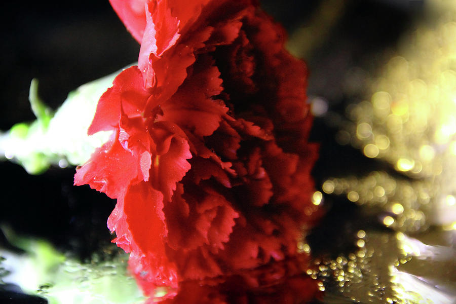 Carnation and Gold Sparkles Photograph by Angela Murdock