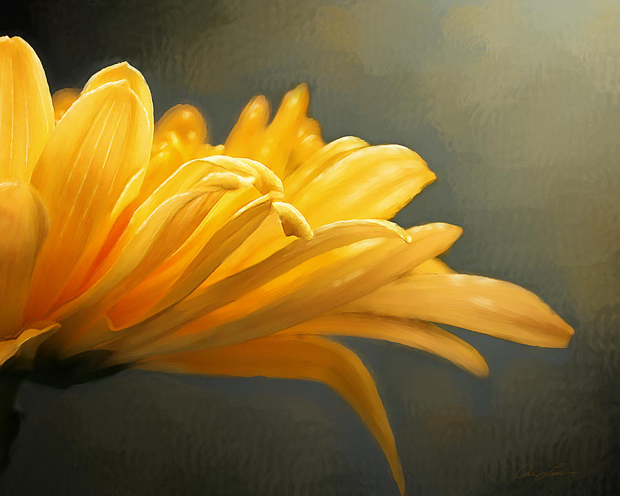 Carnation by Ann Lauwers Carnation by Ann Lauwers