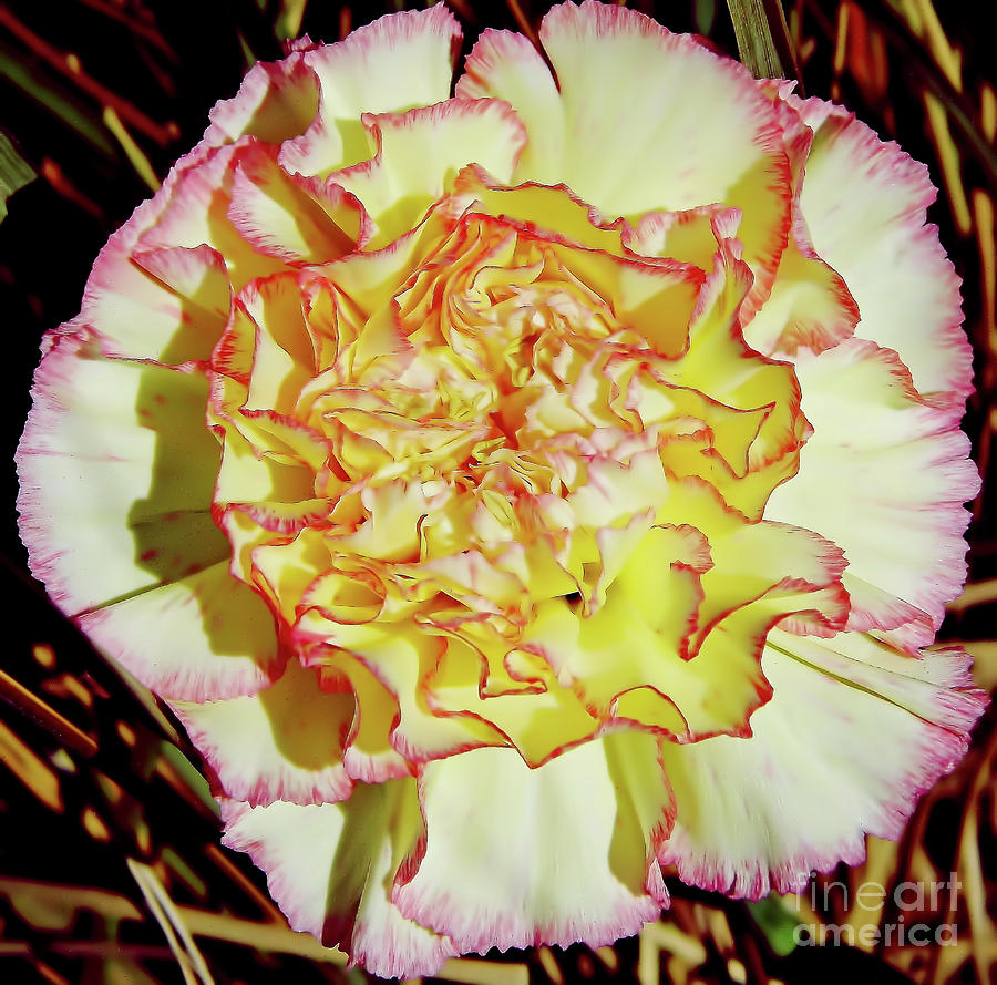 Carnation Beauty Photograph by D Hackett