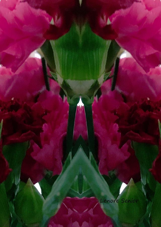 Carnation Design Photograph by Lenore Senior
