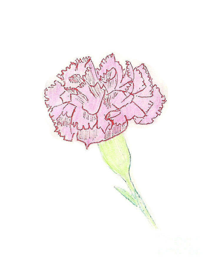 Carnation Painting by Donna L Munro
