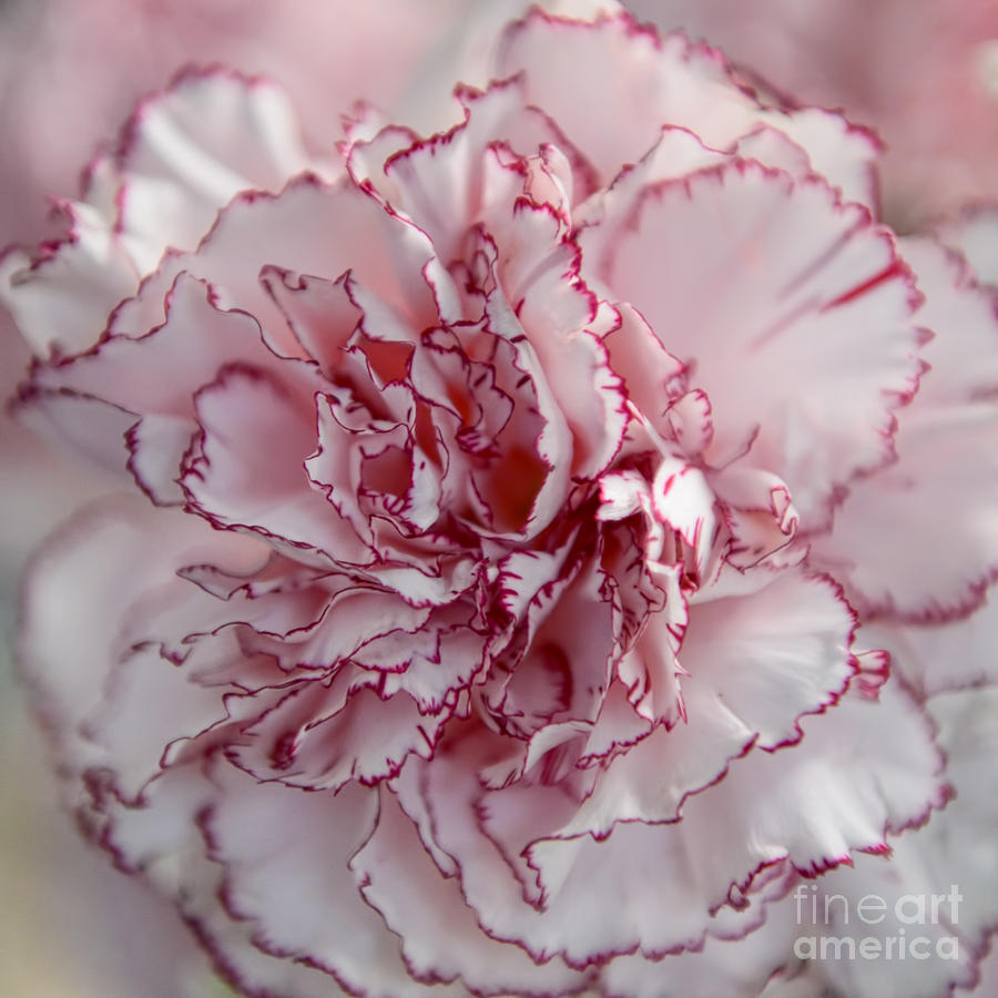 Carnation Flower Photograph by Olga Hamilton